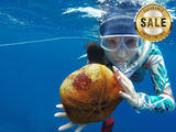Spearfishing Tour Accompany Snorkeling W/spr Tour Tours / Lessons